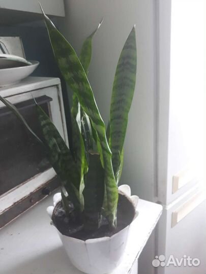 Сансевиерия