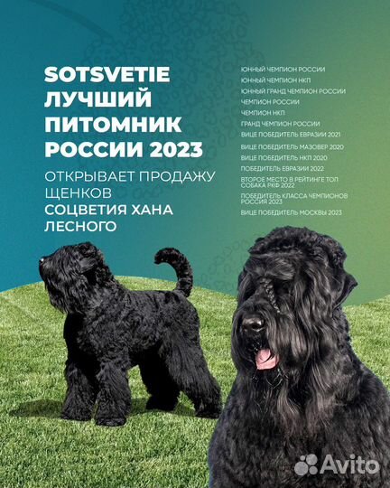 Русский черный терьер щенки