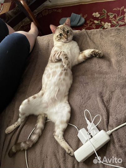 Бенгальский кот вязка
