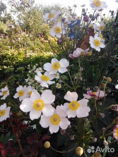 Анемона осенняя