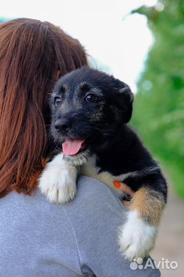 Собаки бесплатно в добрые руки