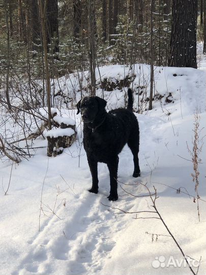 Ретривер курчавошерстный