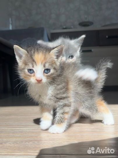 Котенок в добрые руки