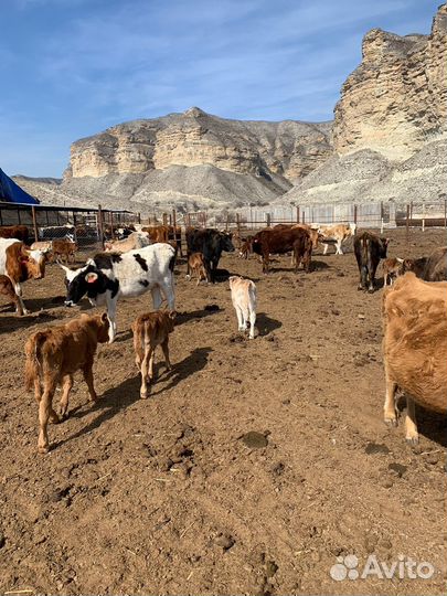 Продаются коровы с телятами