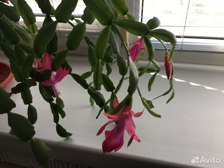 Цветок декабриста (цвет фуксии )