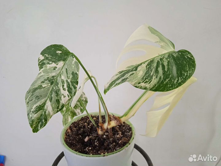 Монстера альба