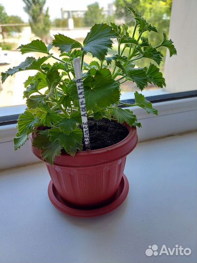 Пеларгония герань