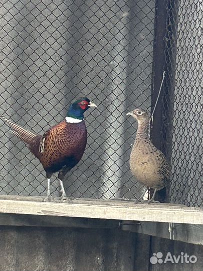 Фазан охотничий