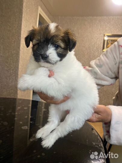 Продаются щенки