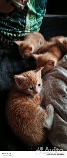 Рыжие котята в добрые руки