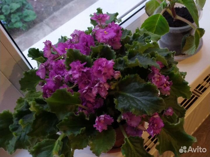 Комнатные цветы в горшочке