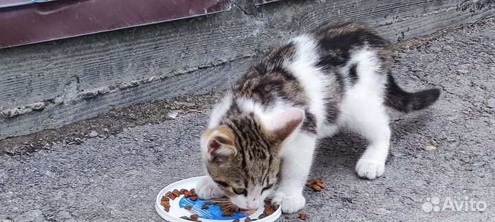 Котёнок в добрые ручки