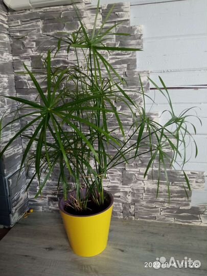 Циперус Фараон, хлорофитум, традесканция