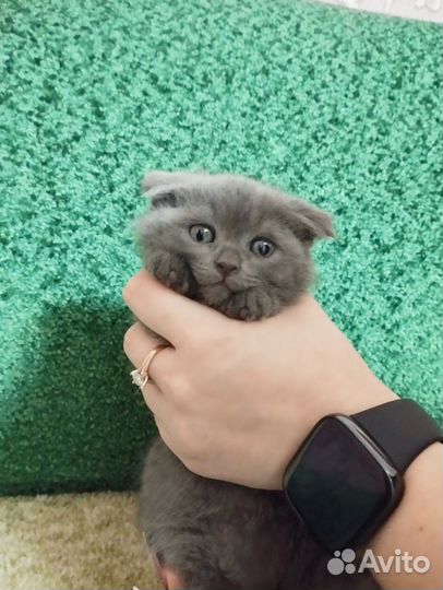 Британские котята