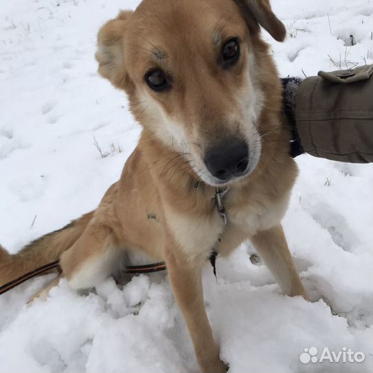 Лили в добрые руки