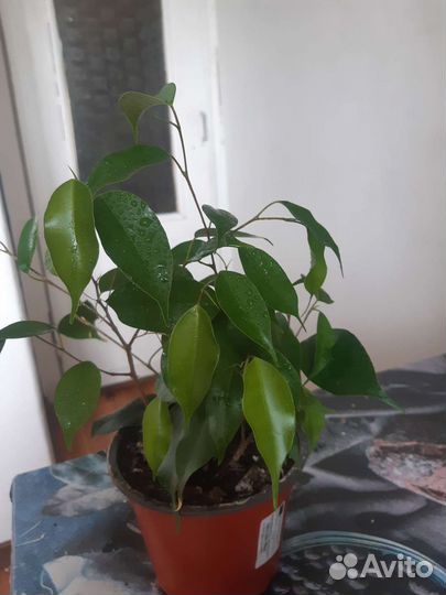 Фикус бенджамина