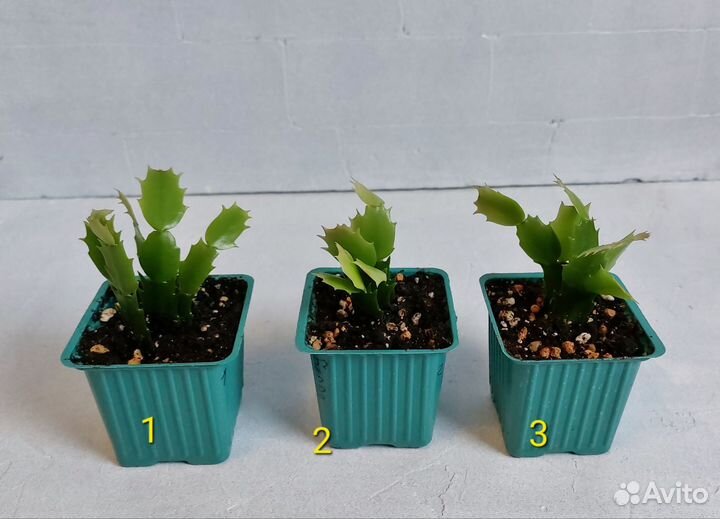 Белый декабрист (шлюмбергера)