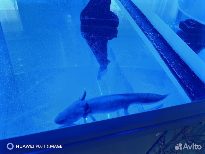 Аксолотль с аквариумом