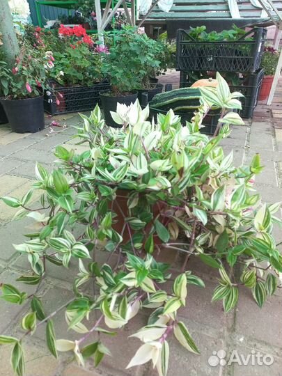 Традесканция