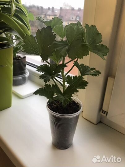 Черенки Королевской герани
