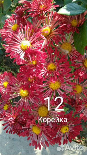 Рассада Хризантемы мультифлора, шаровидной