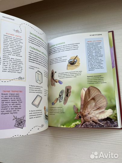 Насекомые. Детская энциклопедия