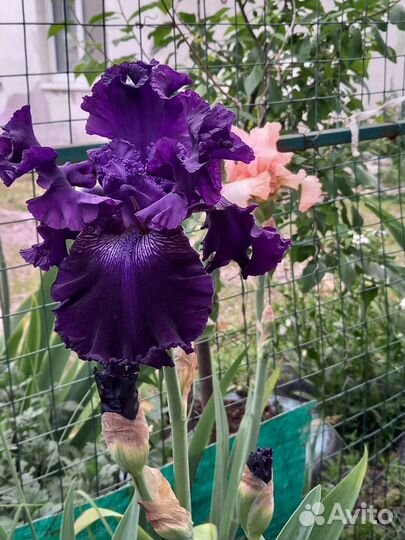 Ирисы бородатые все сортовые