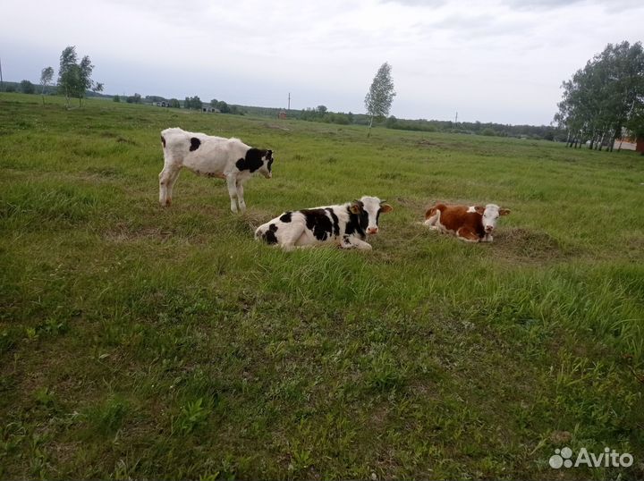 Коровы и телки стельные