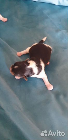 Щенки бивер йорка