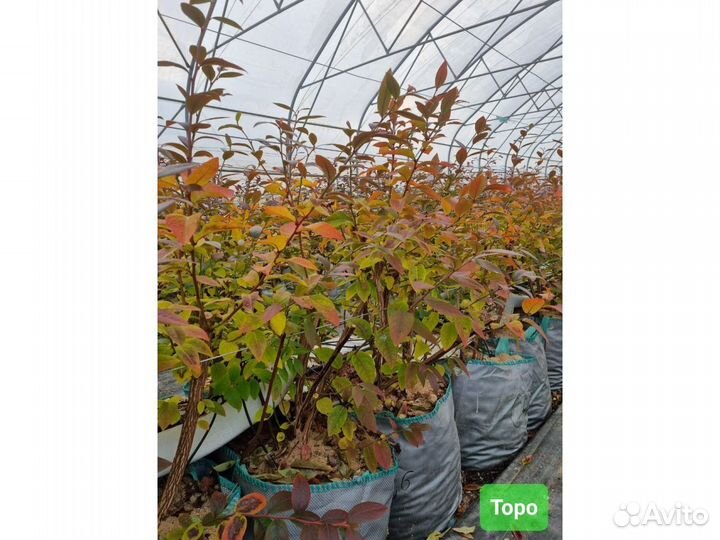 Голубика сорт Торо