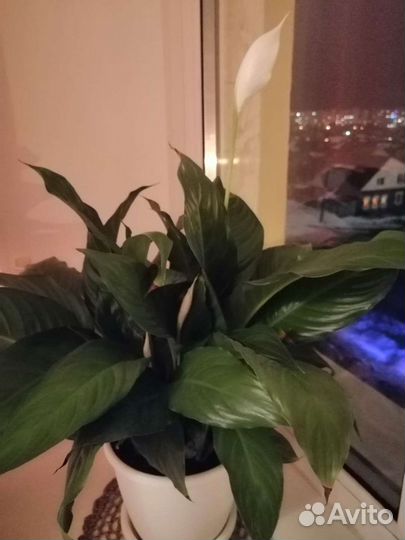 Спатифиллум