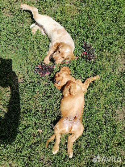 Щенки кокер спаниеля