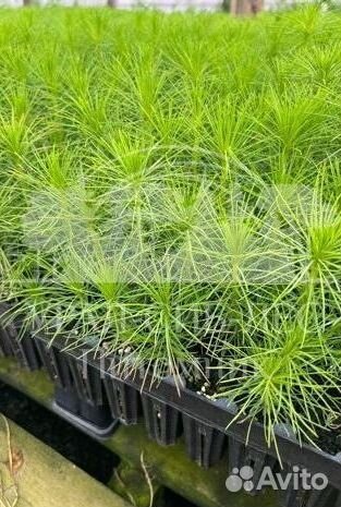 Сеянцы зкс Сосна Ель Лиственница окс Голуб Горн