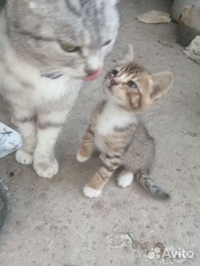 Кошка в дар