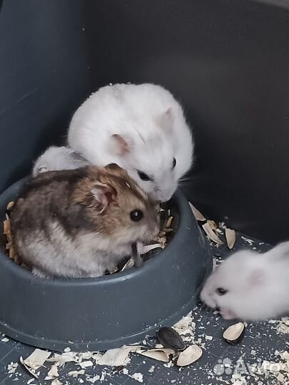 Джунгарский хомяк