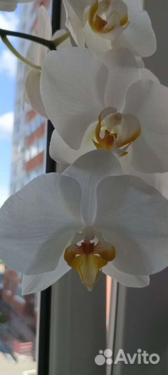Орхидея фаленопсис