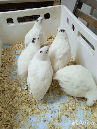 Техасский перепел