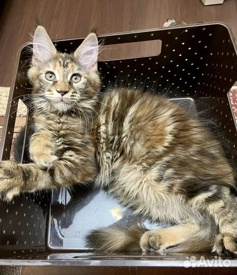 Котята мейн-кун 100%