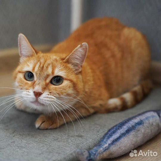 Кошка рыжая в добрые руки