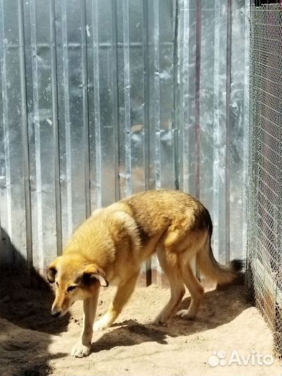 Собачка в добрые руки