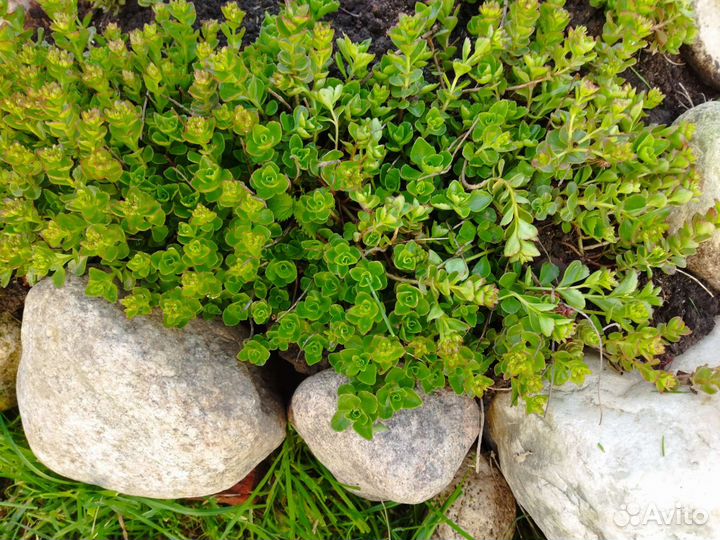 Хоста, многолетние растения