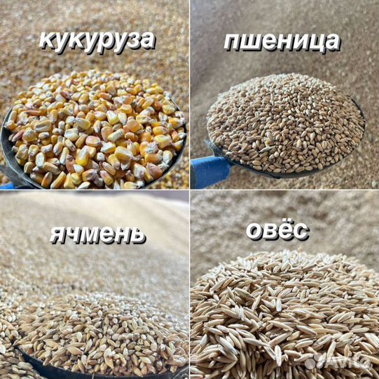 Корма для животных