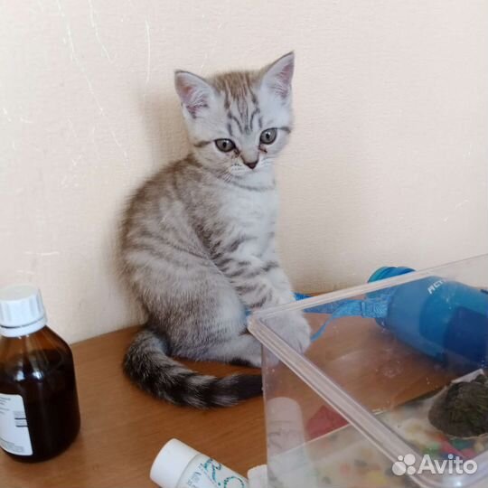 Сладкие булочки