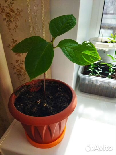 Хурма комнатная