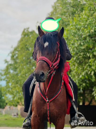 Лошадь жеребец