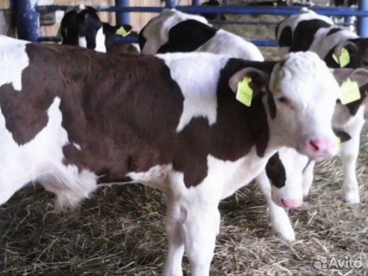 Бычки телята телки