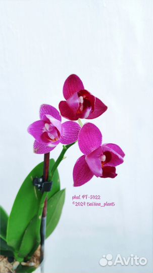 Фаленопсис PF-5022