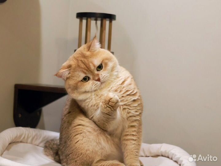 Помощь в вязке золотых британских кошек