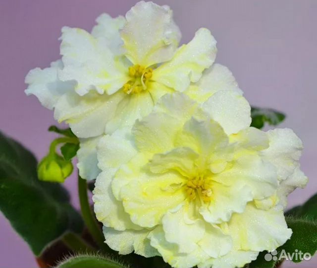 Сортовые фиалки(листики)