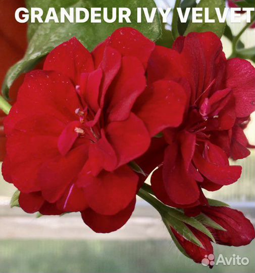 Укорененные черенки пеларгоний